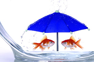 close up photography of two gold fish under blue umbrella