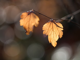 selective focus photography of two brown leaves