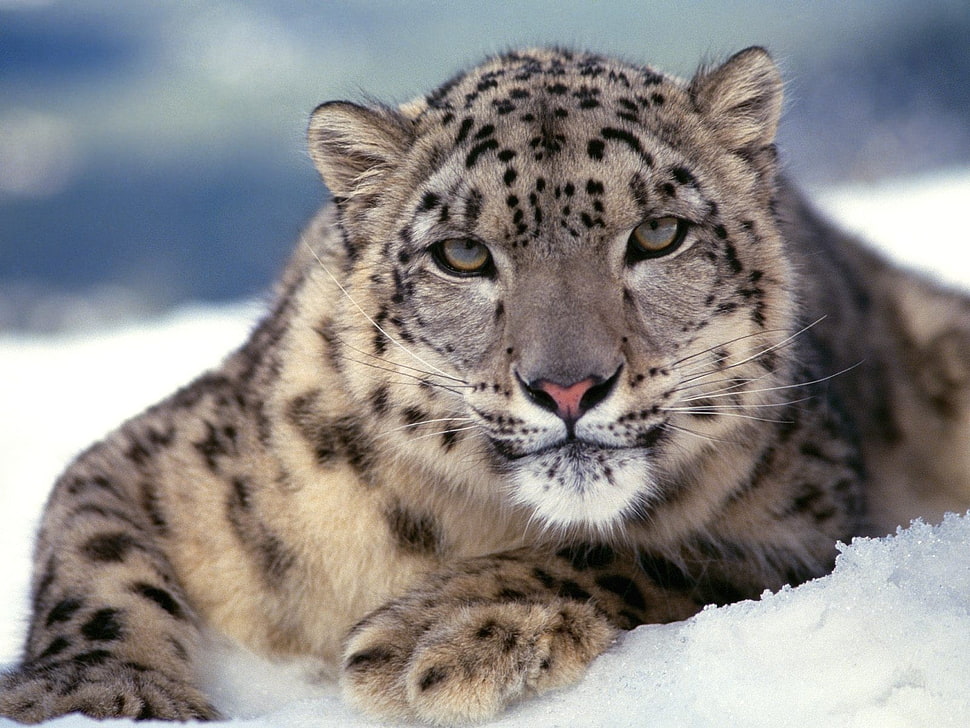 jaguar lying on snow ground HD wallpaper