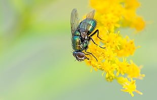 green fly on yellow petaled flowers