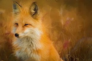 photography of red fox with dried grass background