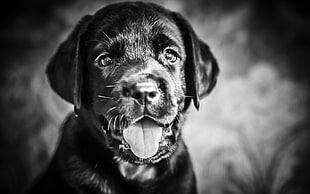 Labrador Retriever puppy grayscale photography