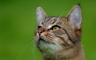 close-up photography of brown Tabby cat
