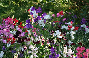 white, purple, and pink Sweet Pea flower field