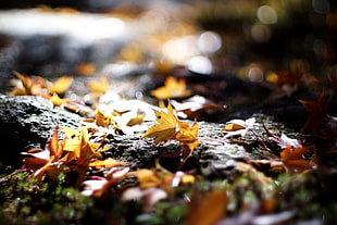 selective focus photography of autumn leaves HD wallpaper