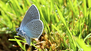 tilt shift lens photography of gray butterfly