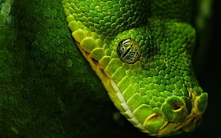 green snake, animals, nature, wildlife, snake HD wallpaper