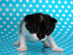 short-furred black and white kitten