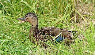 female Mallard Duck in grass HD wallpaper