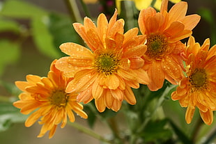 close up photo of four yellow petaled flowers filled with water droplets, orange