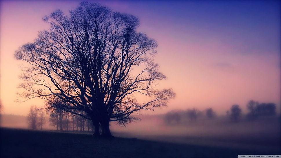 leafless tree, trees HD wallpaper