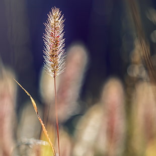 close-up photograph of plant, bel HD wallpaper