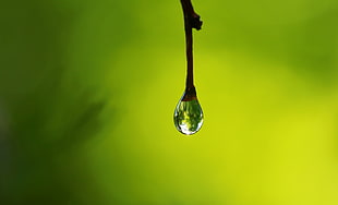 micro photography of water drop HD wallpaper