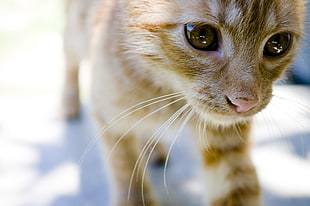 tilt photography of brown tabby cat