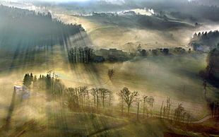 forest wallpaper, nature, mist, landscape, sun rays