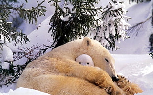 polar bear, polar bears, animals, baby animals, snow HD wallpaper