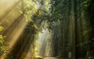 green trees, nature, landscape, road, sun rays