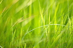 selective focus photography of green grass HD wallpaper