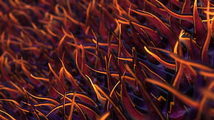 selective focus photography of orange grass