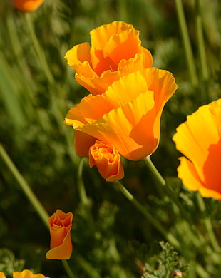 yellow Poppy flowers at daytime