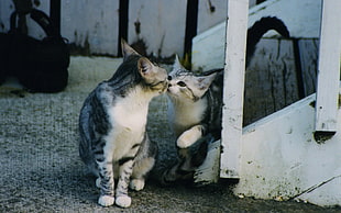 Baby cat kissing Mommy Cat