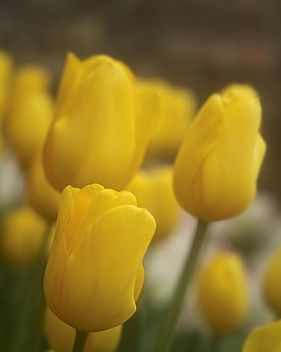 focus photo of yellow tulip flowers, tulips HD wallpaper