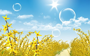 yellow petaled flower field at daytime digital wallpaper, yellow flowers, flowers, path, bubbles HD wallpaper