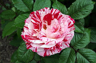 closeup photo of red and pink Rose flower in bloom