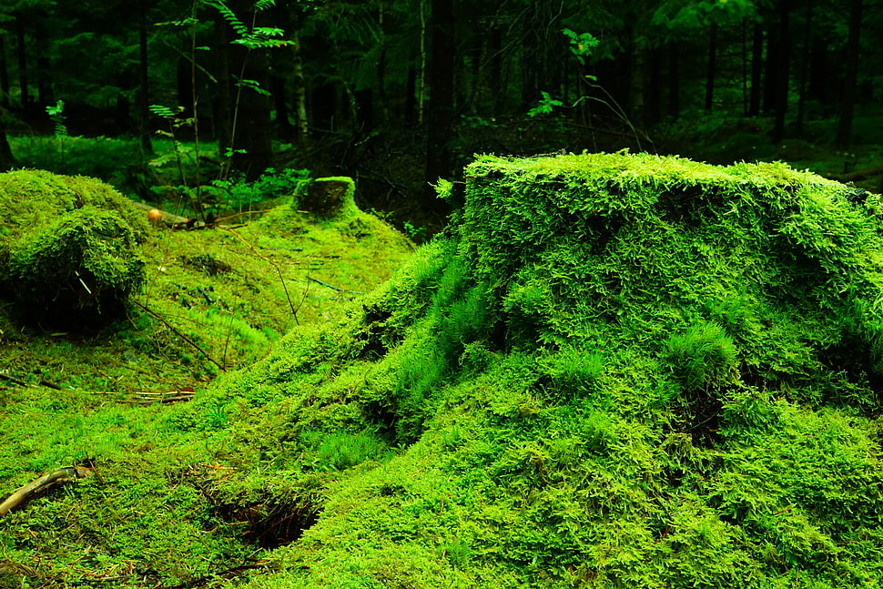 green grasses HD wallpaper