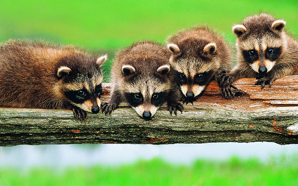 four brown Raccoons HD wallpaper