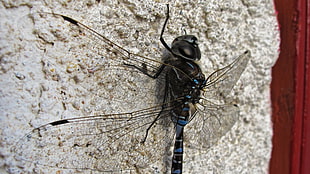 black and blue dragonfly, dragonflies, insect, macro, depth of field