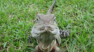 green iguana, Australian water dragon, animals, reptiles