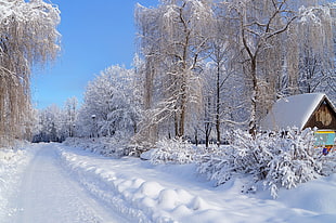 snow trees, snow, winter