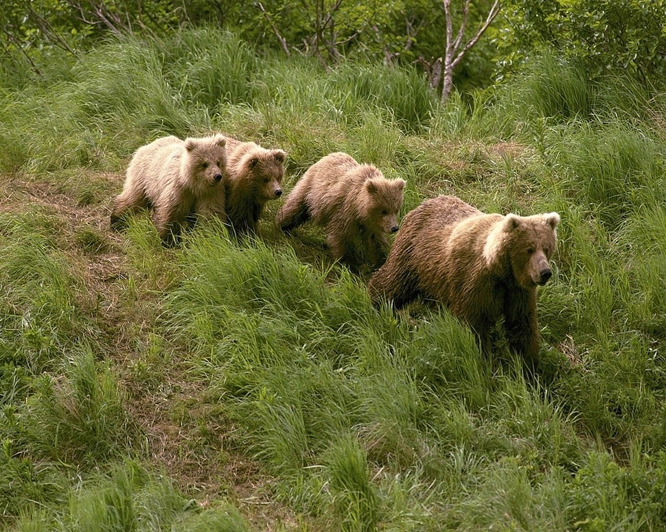 four bears during daytime HD wallpaper