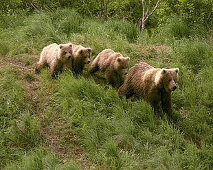 four bears during daytime