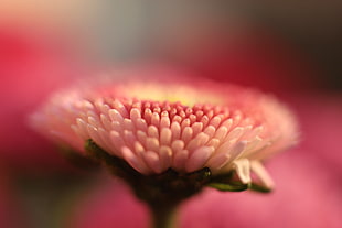 pink Bachelor's Button flower in bloom close-up photo, bellis