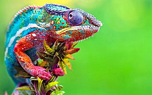 chameleons, colorful, macro, animals HD wallpaper