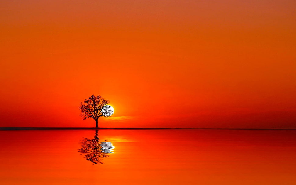 bare trees on red background, landscape HD wallpaper
