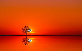 bare trees on red background, landscape