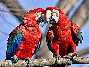 two red-and-blue parrots, birds, parrot, nature, macaws