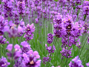 purple petaled flower field, lavender HD wallpaper