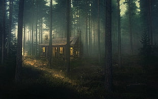brown wooden house, nature, landscape, forest, mist
