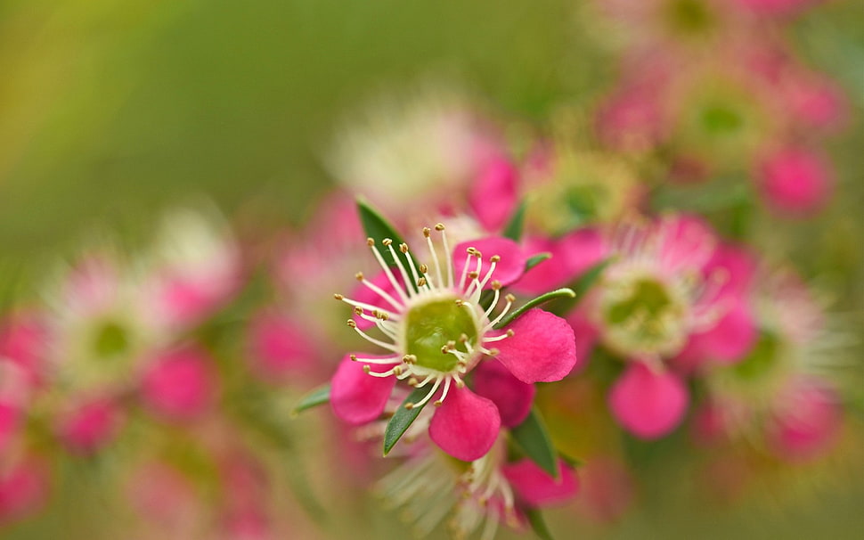 pink and white petaled flower HD wallpaper