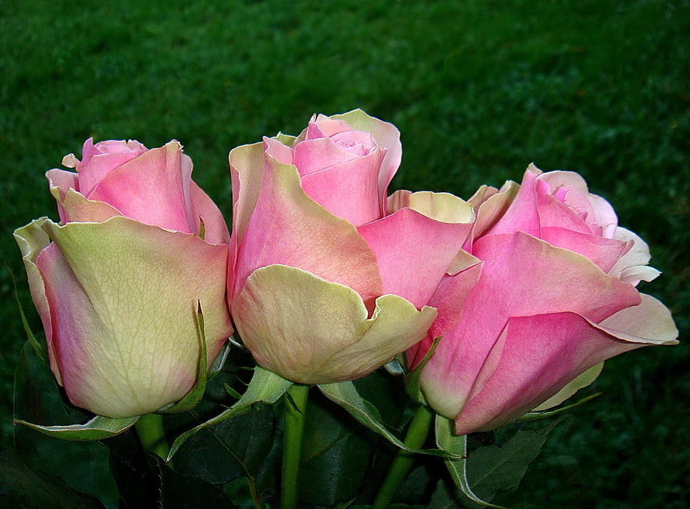 pink Rose flower HD wallpaper