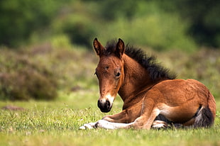 shallow focus photography of brown horse lying on green grass