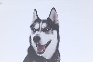 adult black and white Siberian Husky on snow field close-up photo during daytime