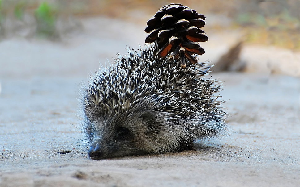 gray hedge hog laying HD wallpaper