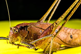 shallow focus photography of brown grasshopper HD wallpaper
