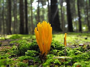 macroshot photo of yellow plant, fungus