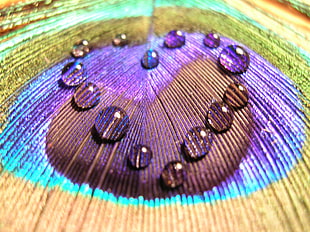 close up photography of dew on green and purple surface